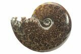 Polished Ammonite (Cleoniceras) Fossil - Madagascar #226287-1